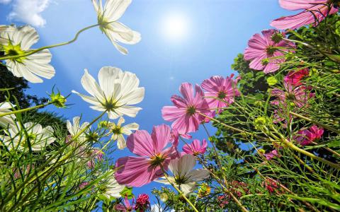 07/2025 Zomer geluk