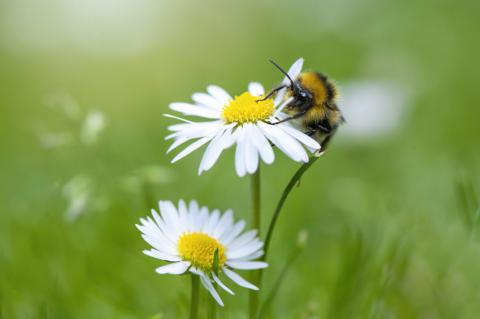 5/2023 maai mei niet