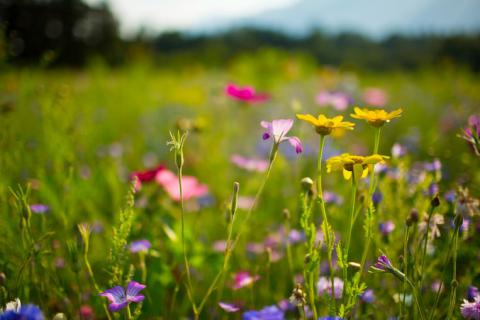 8/2023 zomeren in de augustus